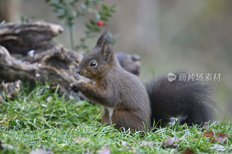 红松鼠(Sciurus vulgaris)